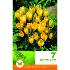 Минзухар Голям Жълт Crocus big yellow - 7 бр луковици