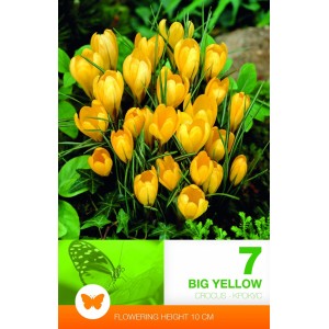 Минзухар Голям Жълт Crocus big yellow - 7 бр луковици