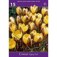 Минзухар Циганка Crocus gipsy girl - 15 бр луковици