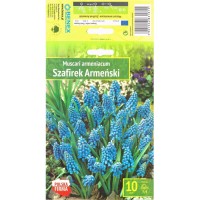 Мускари (кукувиче грозде) Muscari Armeniacum - 10 бр луковици