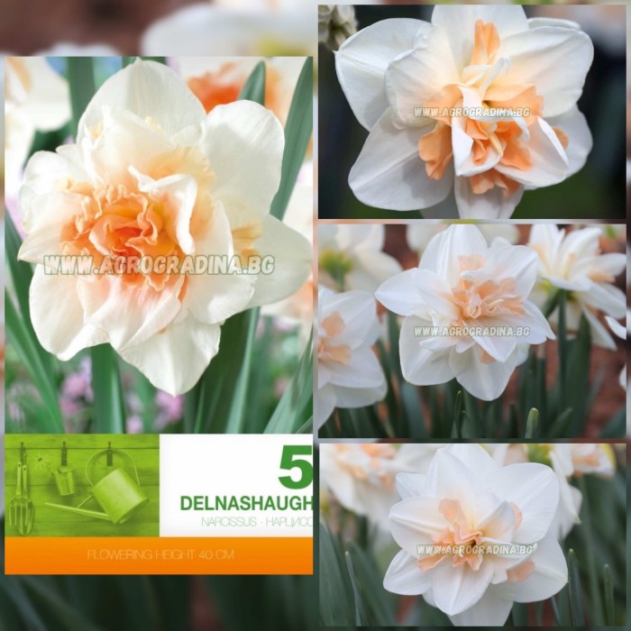 Нарцис Делнашоу Narcissus Delnashaugh - 5 бр луковици