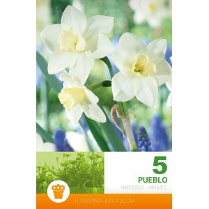 Нарцис Пуебло Narcissus Pueblo - 5 бр луковици