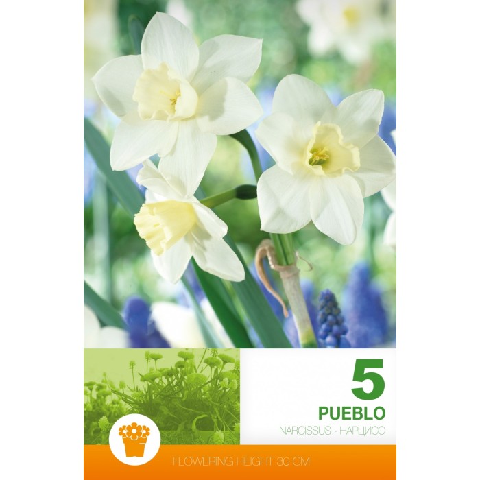 Нарцис Пуебло Narcissus Pueblo - 5 бр луковици