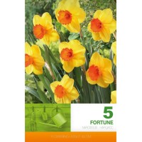 Нарцис Фортуна Narcissus Fortune - 5 бр луковици