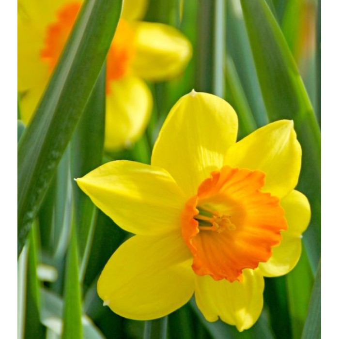 Нарцис Лавдей Narcissus Loveday - 5 бр луковици
