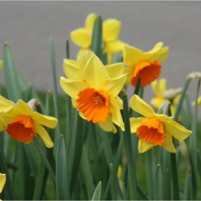 Нарцис Лавдей Narcissus Loveday - 5 бр луковици