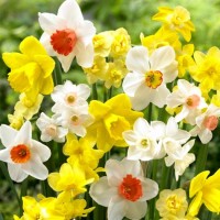 Нарцис Микс Тромпет Narcissus Mix Trabkowy - 3 бр луковици