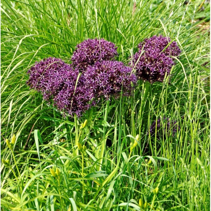 Декоративен лук Христофи Allium Christophii - AGRONOM - 2 бр луковици