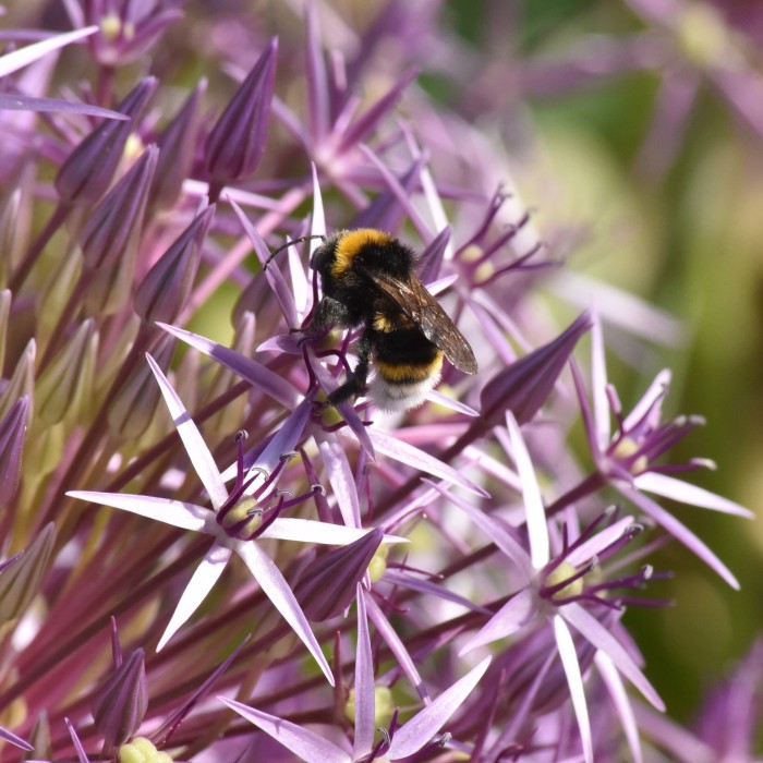 Декоративен лук Христофи Allium Christophii - AGRONOM - 2 бр луковици