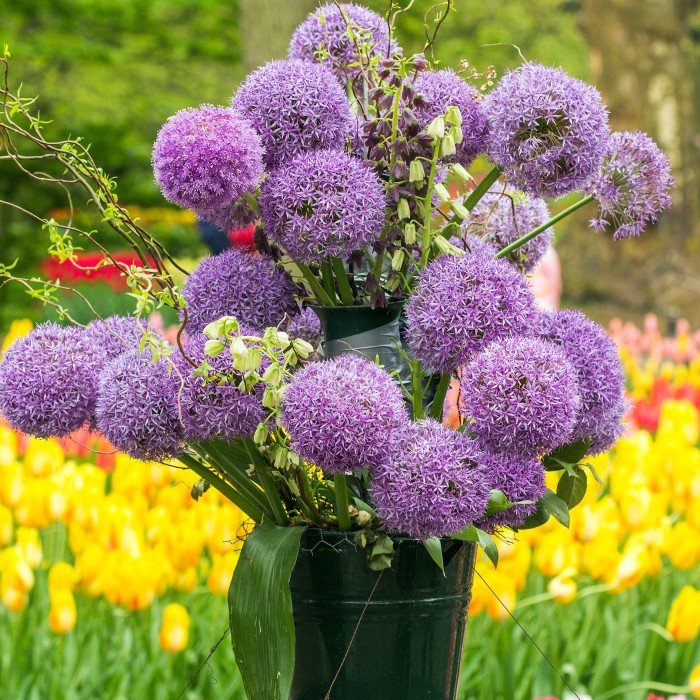Декоративен лук Христофи Allium Christophii - AGRONOM - 2 бр луковици