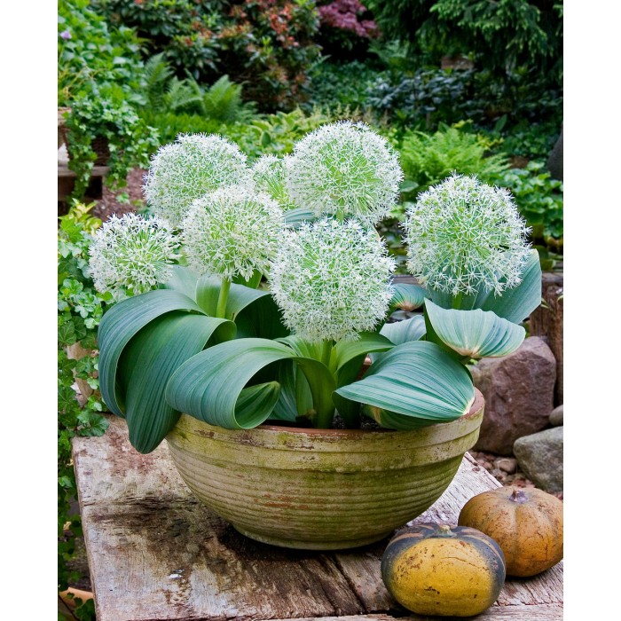 Декоративен лук Кралица на слоновата кост Allium Ivory Queen - AGRONOM - 2 бр луковици