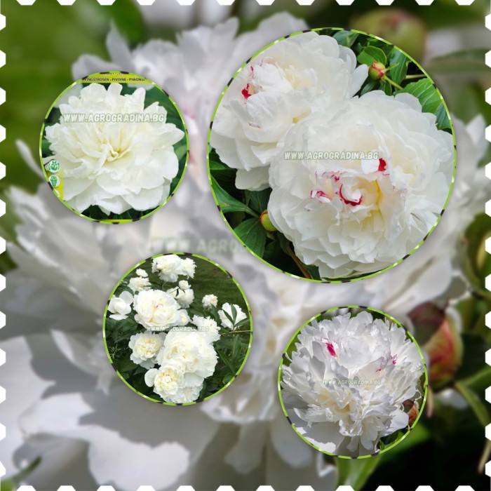 Божур Бял Фестива Максима Paeonia Festiva Maxima (Paeonia lactiflora) - 1 бр луковицa