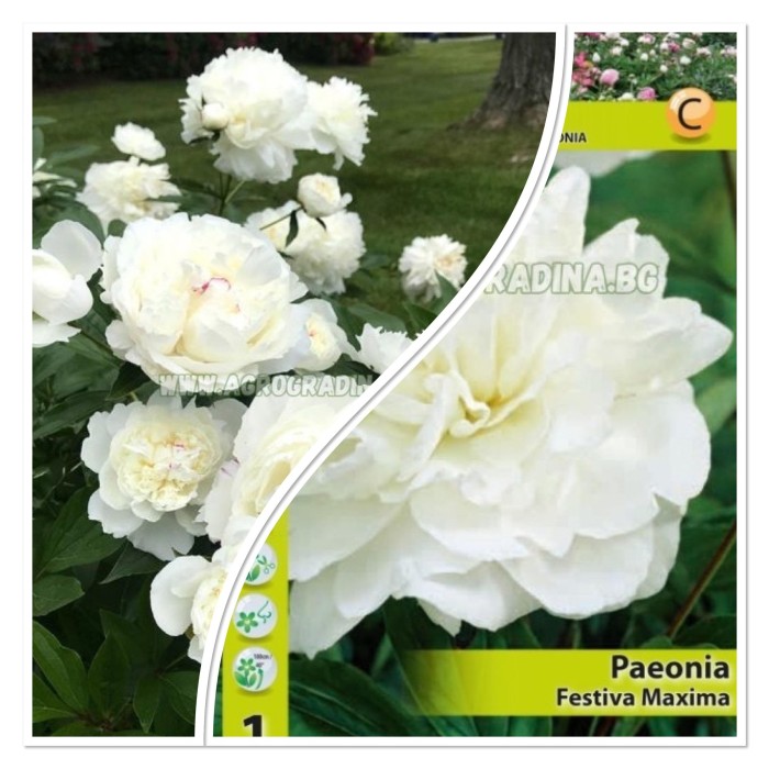 Божур Бял Фестива Максима Paeonia Festiva Maxima (Paeonia lactiflora) - 1 бр луковицa