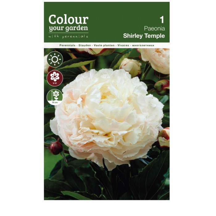 Божур Храмът Шърли Paeonia Shirley Тemple (Paeonia lactiflora) - 1 бр луковицa