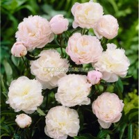 Божур Храмът Шърли Paeonia Shirley Тemple (Paeonia lactiflora) - 1 бр луковицa