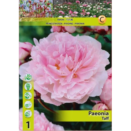 Божур Розов Тафф Paeonia Taff - 1 бр луковица