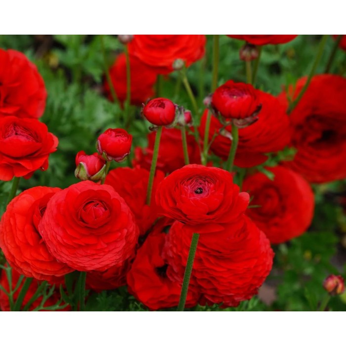 Лютиче Червено Ranunculus Red - 10 бр луковици