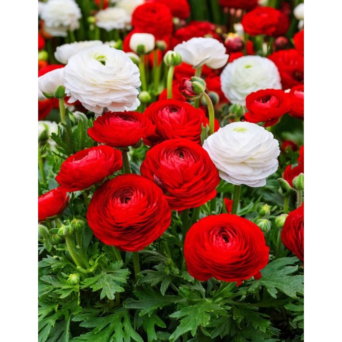 Лютиче Червено Ranunculus Red - 10 бр луковици