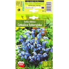 Синчец Сибирски Син Scilla siberica Blue - 10 бр луковици