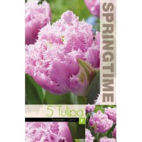 Лале Кернс Tulip Cairns - 5 бр луковици