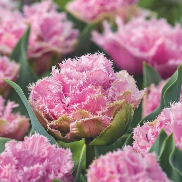 Лале Кернс Tulip Cairns - 5 бр луковици