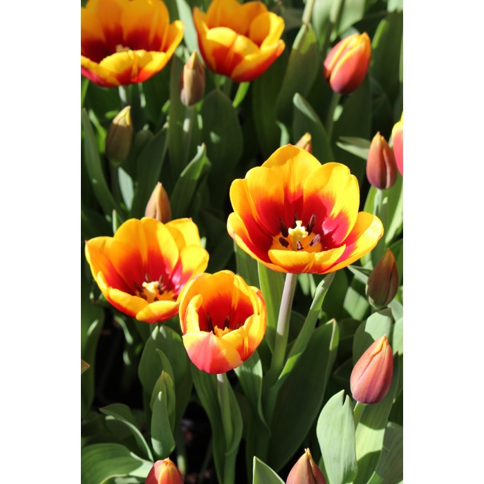 Лале Кийс Нелис Tulip Kees Nelis - 5 бр луковици