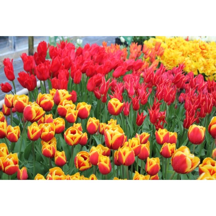 Лале Кийс Нелис Tulip Kees Nelis - 5 бр луковици