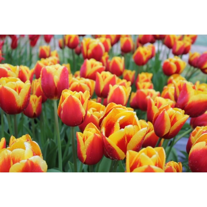 Лале Кийс Нелис Tulip Kees Nelis - 5 бр луковици