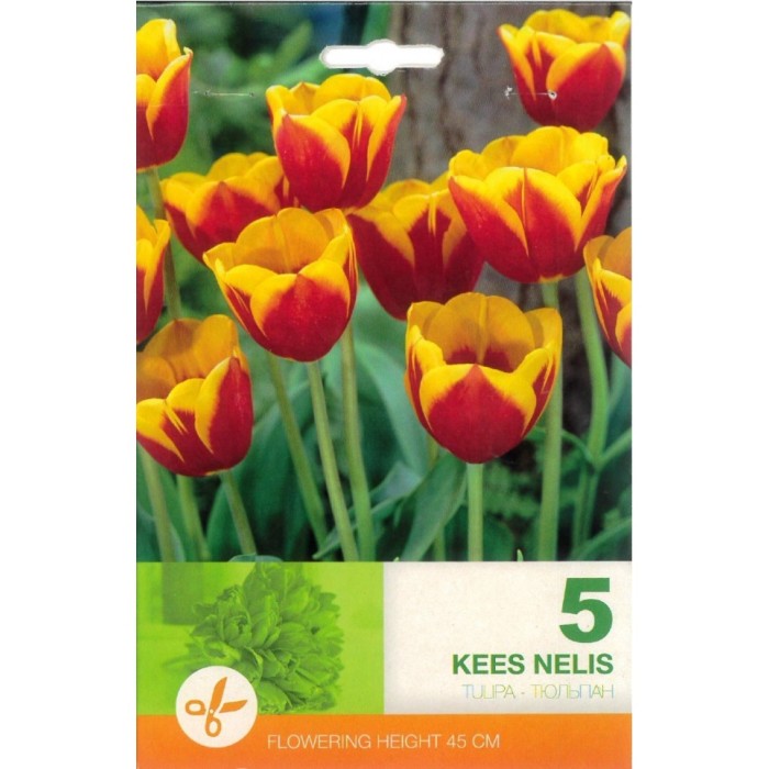 Лале Кийс Нелис Tulip Kees Nelis - 5 бр луковици