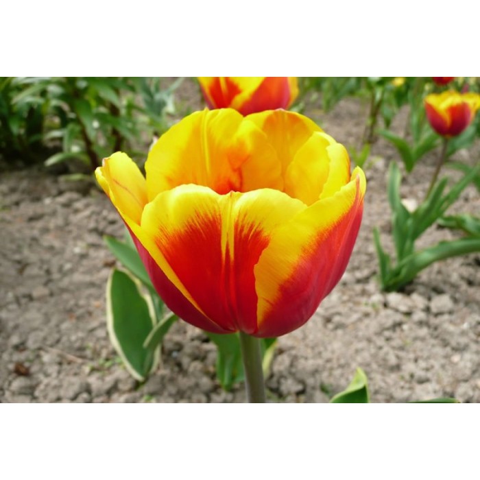 Лале Кийс Нелис Tulip Kees Nelis - 5 бр луковици