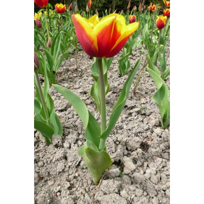 Лале Кийс Нелис Tulip Kees Nelis - 5 бр луковици