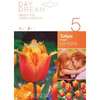 Лале Ламбада Tulipa Lambada - 5 бр луковици