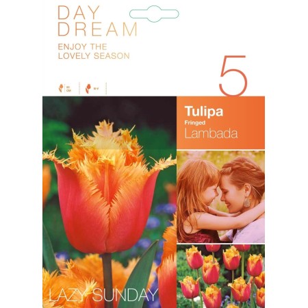 Лале Ламбада Tulipa Lambada - 5 бр луковици
