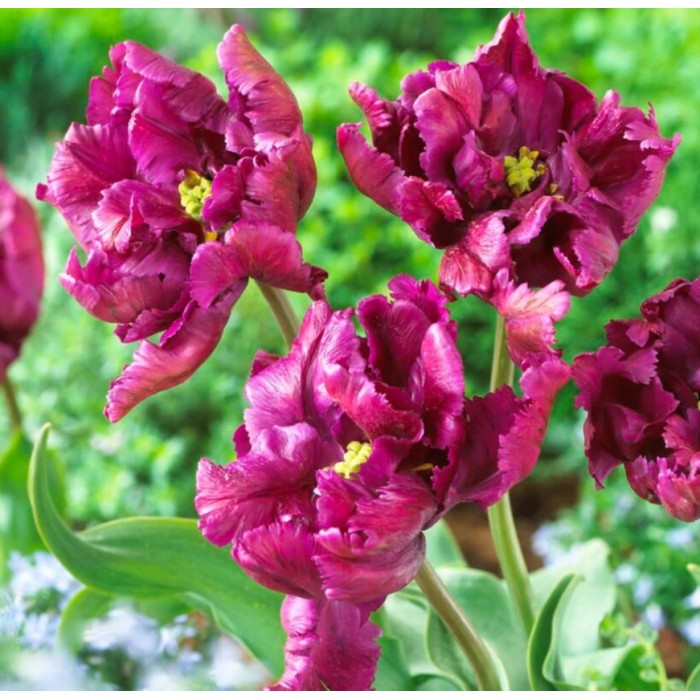 Лале Негрита Tulip Negrita Parrot - 8 бр луковици