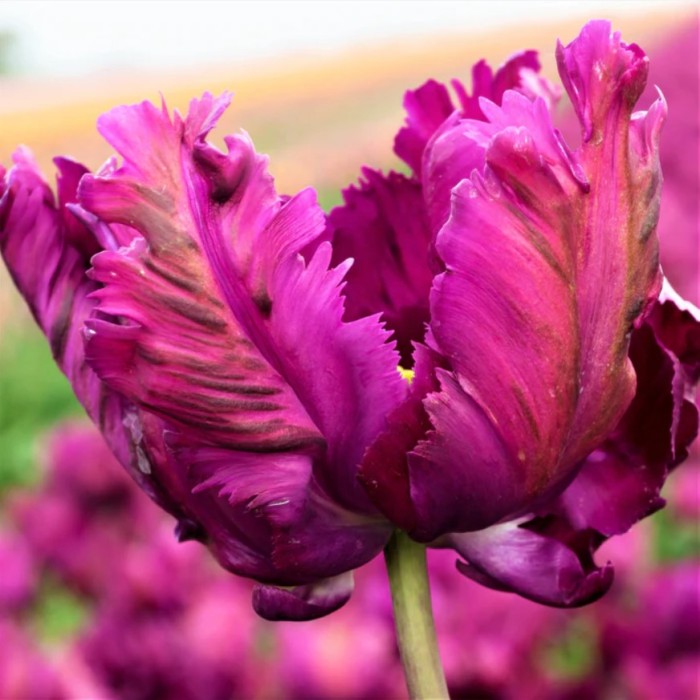 Лале Негрита Tulip Negrita Parrot - 8 бр луковици