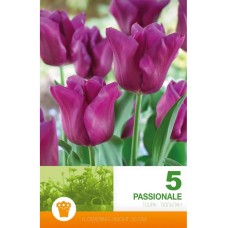 Лале Пасионале Tulipa Passionale - 5 бр луковици