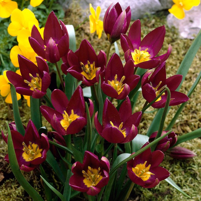 Лале Екзотична девойка Tulipa Pucella Odalisque - 8 бр луковици
