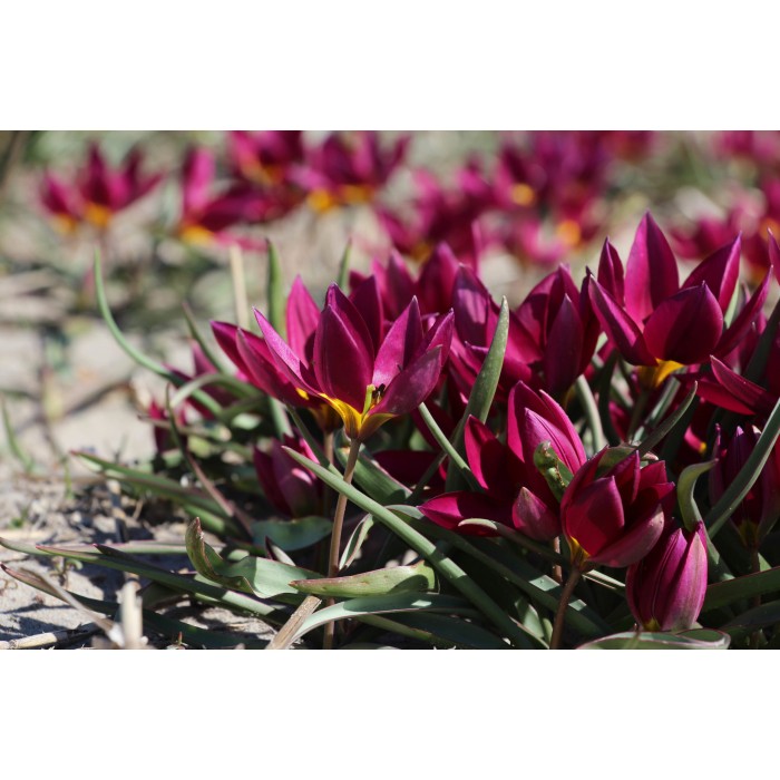 Лале Екзотична девойка Tulipa Pucella Odalisque - 8 бр луковици