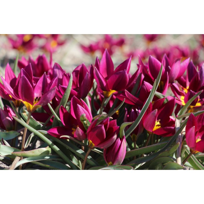 Лале Екзотична девойка Tulipa Pucella Odalisque - 8 бр луковици