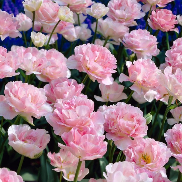 Лале Анжелик Tulip Angelique - AGRONOM - 4 бр луковици