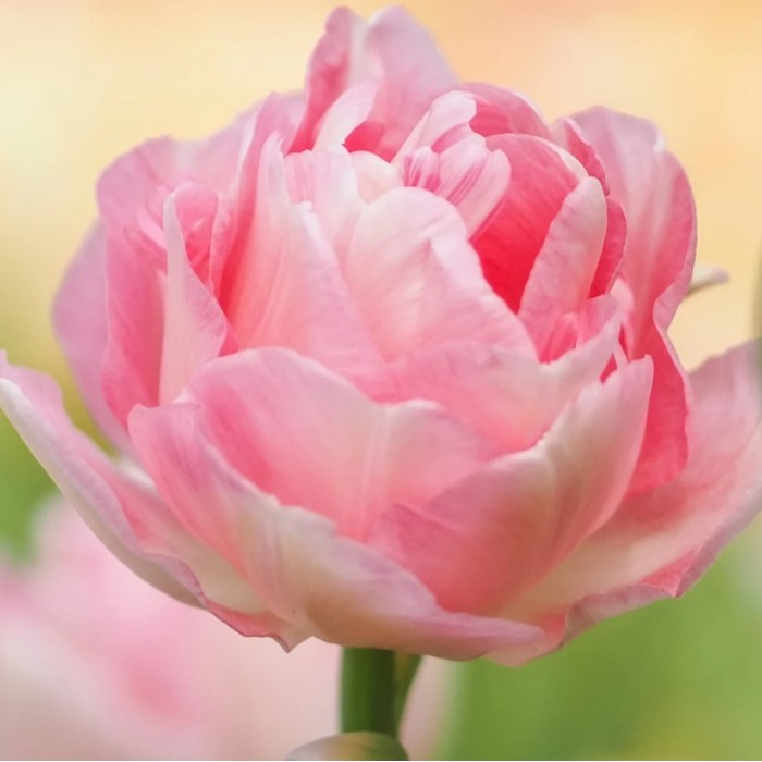 Лале Анжелик Tulip Angelique - AGRONOM - 4 бр луковици