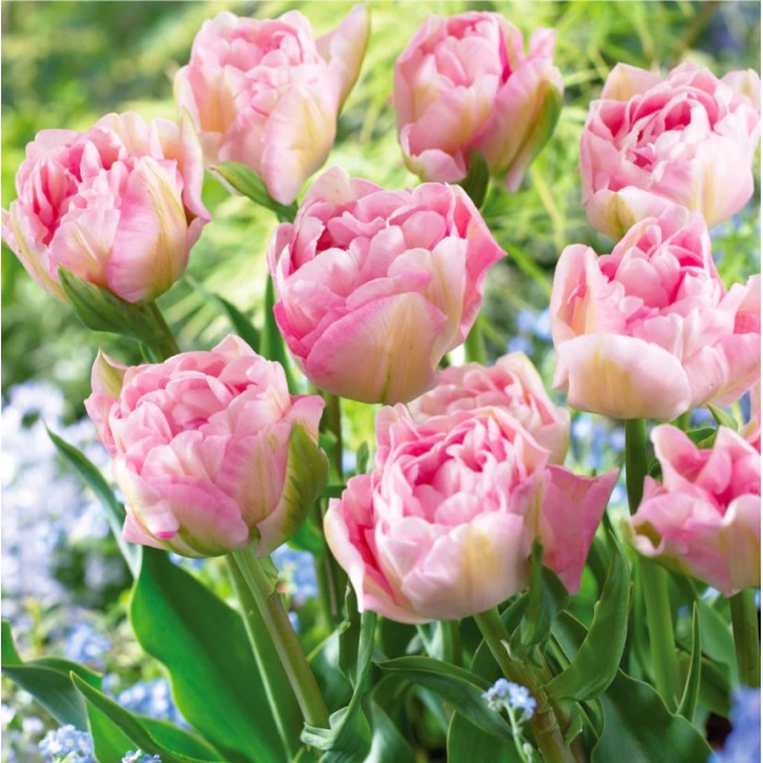 Лале Анжелик Tulip Angelique - AGRONOM - 4 бр луковици