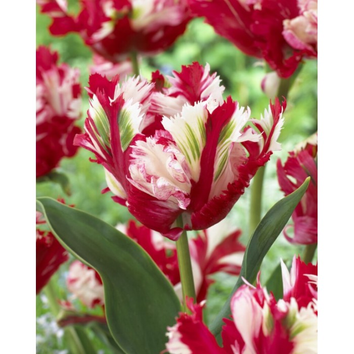 Лале Естела Рейнвелд Tulipa Estella Rijnveld - 5 бр луковици
