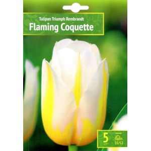 Лале Пламтяща кокетка Tulipa Flaming Coquette - 5 бр луковици