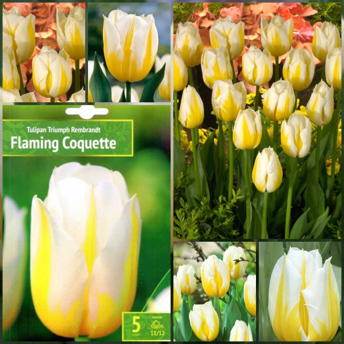 Лале Пламтяща кокетка Tulipa Flaming Coquette - 5 бр луковици