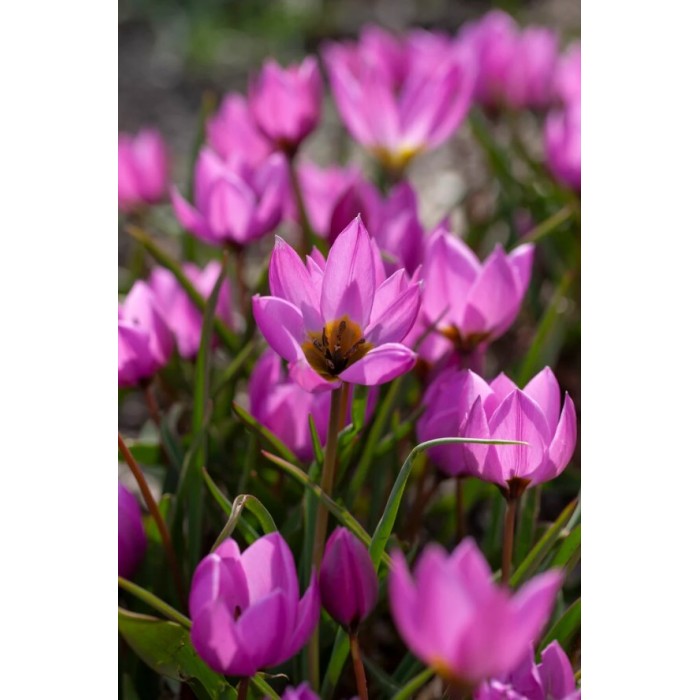 Лале Елена Tulipa Helene - 8 бр луковици