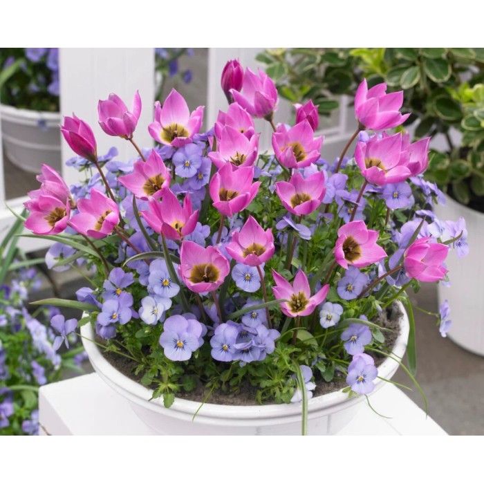 Лале Елена Tulipa Helene - 8 бр луковици