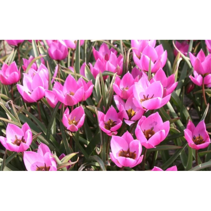 Лале Елена Tulipa Helene - 8 бр луковици