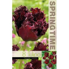 Лале Лабрадор Tulipа Labrador - 8 бр луковици