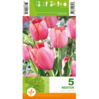 Лале Ментон Tulipa Menton - 5 бр луковици